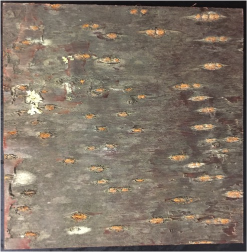 bark laminate