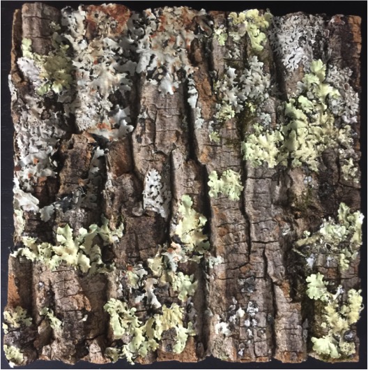 poplar bark